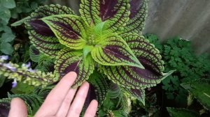 колеусы из семян