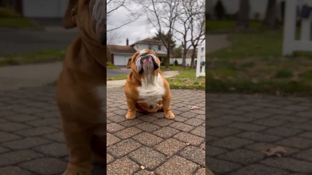ENGLISH BULLDOG - Cutest and Funniest BULLDOGS Compilation смотреть онлайн