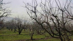 Как обрезать айву✂️ Обучение обрезки айвы 2023 год