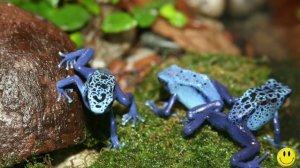 ТОП 10 самых ядовитых лягушек в мире