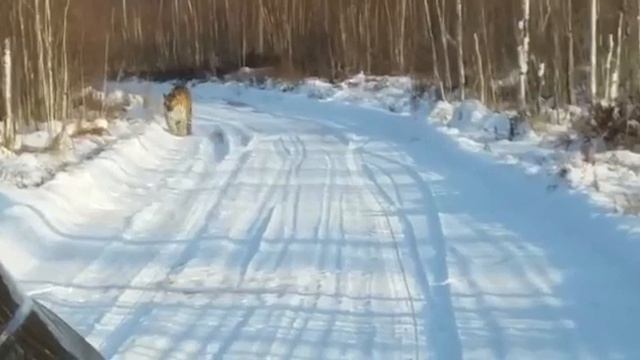 Амурская обл тигр смотреть онлайн