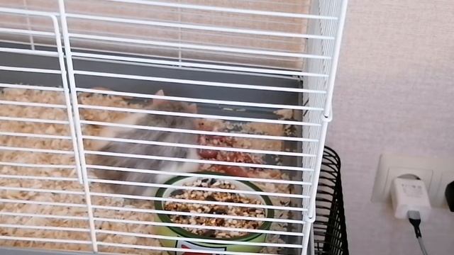 Роды у крысы. весь процесс. ускоренное видео смотреть онлайн