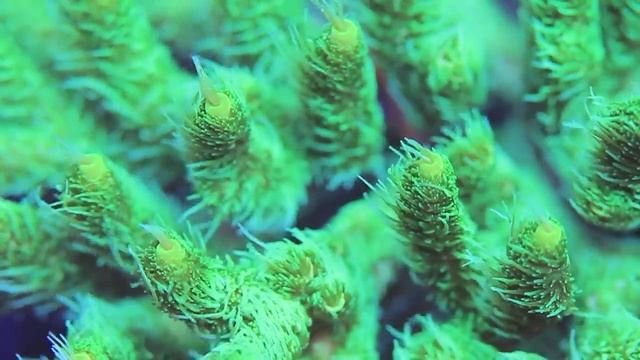 A Reef in the Sky 2: Aquarium смотреть онлайн