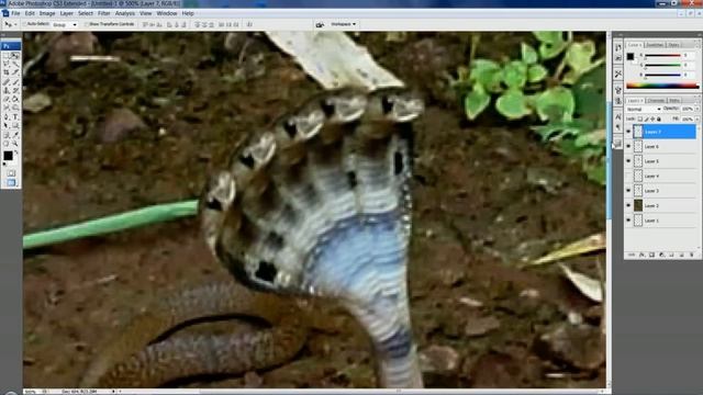 5 headed snake photoshop in 2 minutes смотреть онлайн