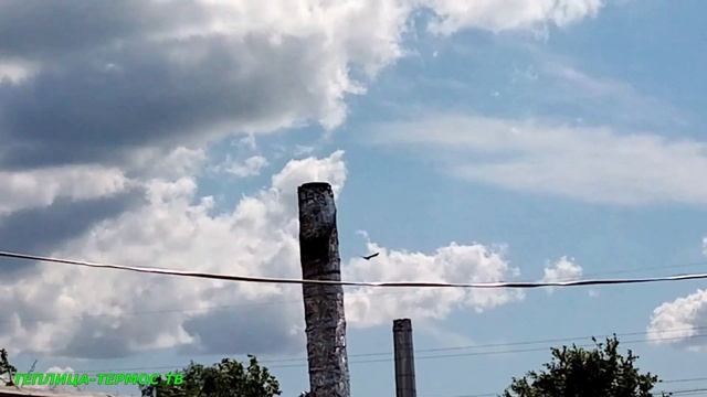 Хищные птицы делят территорию! смотреть онлайн