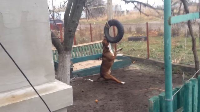 Макс супер пес показывает уроки карате и пения смотреть онлайн