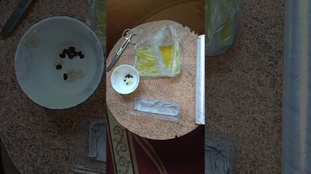 САФОРА ЯПОНСКАЯ САЖАЕМ СЕМЕНА В ТЕПЛИЧКУ смотреть онлайн