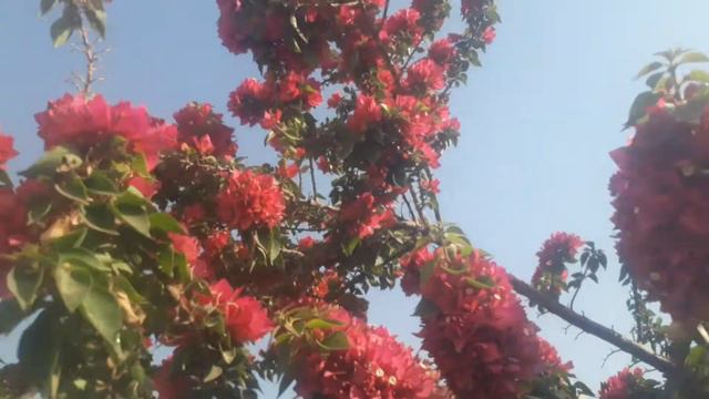 bougainvillea plant creeper flowering easy care tips смотреть онлайн