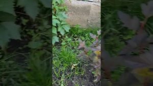 Как я формирую молодые пузыреплодники. ?