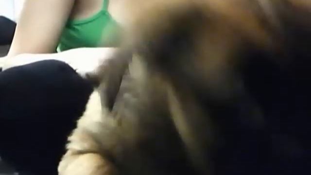 Метис Боксера с Лабродором :) смотреть онлайн