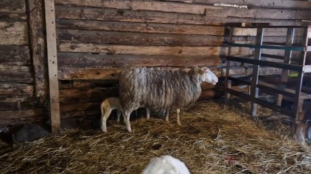 Молочные овцы -это моя тема .. смотреть онлайн