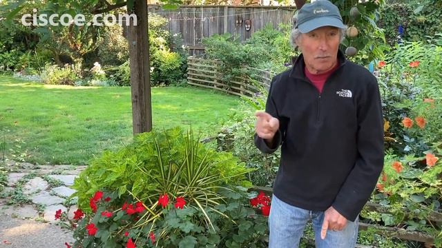 Ciscoe's Favorite Plants: Dracaena 'Sun Ray' смотреть онлайн