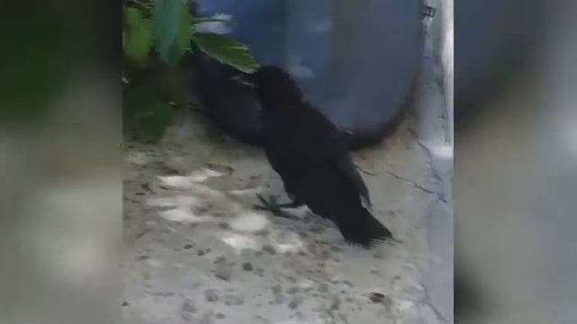 Журналисты приютили травмированную ворону смотреть онлайн