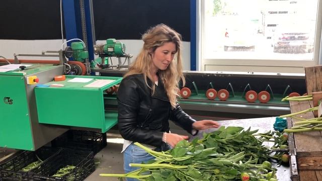 Hilverda de Boer - At Groot&Groot Peonies смотреть онлайн