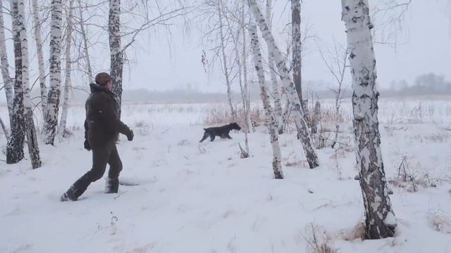 Загонная охота на КАБАНА и КОСУЛЮ. 1500 косуль смотреть онлайн