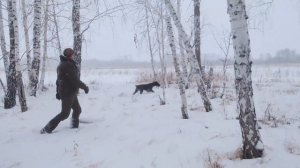 Загонная охота на  КАБАНА и  КОСУЛЮ. 1500 косуль