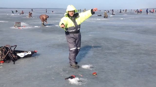 ВОТ ТАК ЛОВЯТ КОРЮШКУ....!!! Финский залив. Манола. Последний лёд весны 2014.