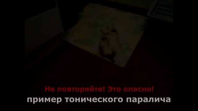 ПАРАЛИЧ У МОРСКОЙ СВИНКИ. ПОЧЕМУ НЕЛЬЗЯ ПЕРЕВОРАЧИВАТЬ СВИНОК НА СПИНУ??? смотреть онлайн