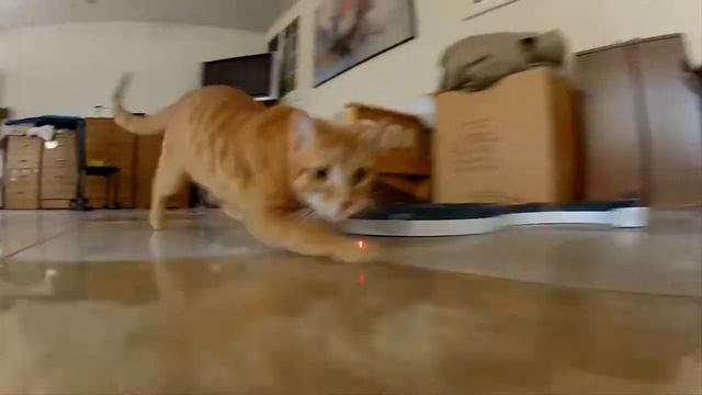 GoPro Laser Cats TV Commercial смотреть онлайн