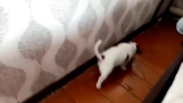 Мой первый Dog Vlog щенок альт смотреть онлайн