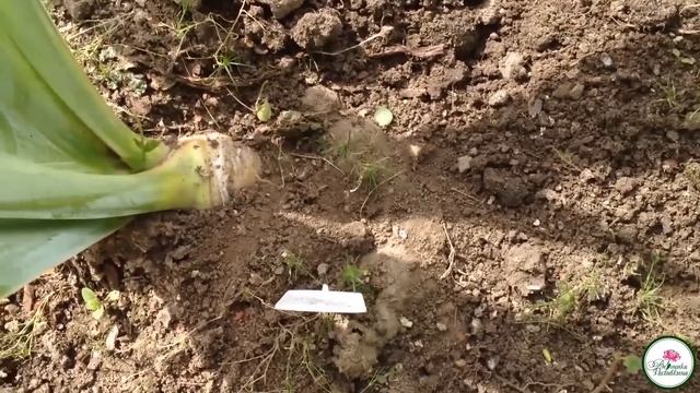 САДОВО ОГОРОДНЫЕ ДЕЛА В АВГУСТЕ смотреть онлайн
