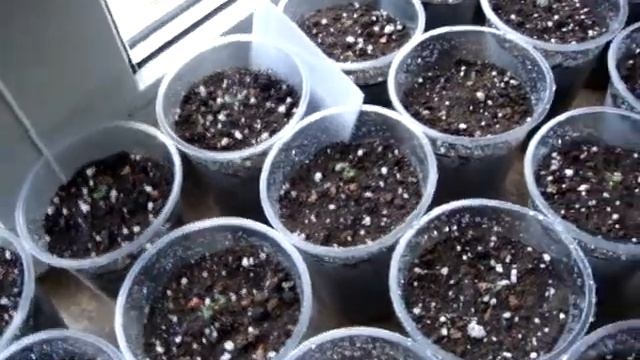 Эвкалипт из семян. смотреть онлайн