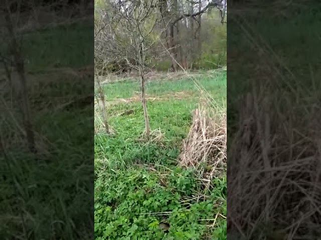 Ёлочка и шишечки. смотреть онлайн