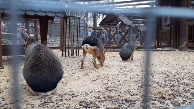 Это агути? Каменск-Шахтинский. Парк Лога смотреть онлайн