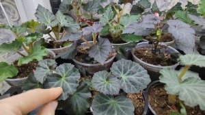 Клубневые бегонии из семян.Рассаде 4 месяца. Цветение. Рост и развитие бегоний.Условия.Уход.Полив.