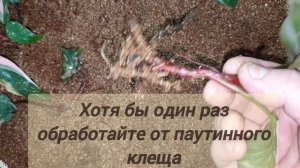 самый простой способ укоренить филодендрон