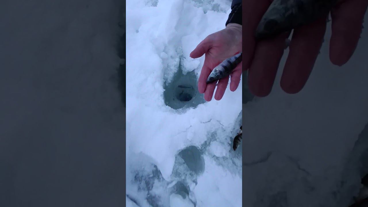 Зимняя рыбалка Окуни идут обратно в лунку #рыбалка #fishing #fishingvideo #shortvideo смотреть онлайн