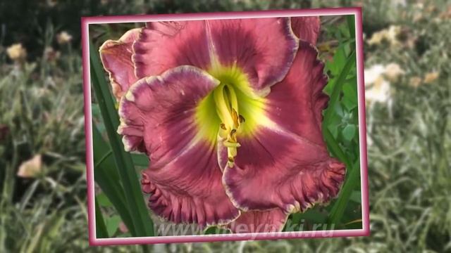 Лилейник Селекция OSCAR`S CHOICE х ROLLERCOASTER RUSH №14566 смотреть онлайн