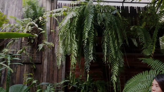 How to create a tropical garden | 10 TIPS to transform your garden смотреть онлайн