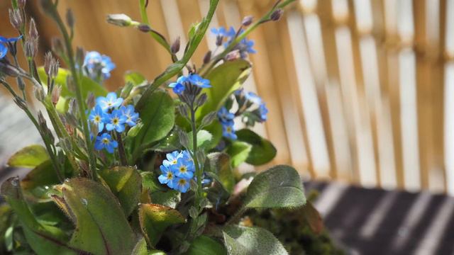 ジャン・パトリック／忘れな草の思い出　―　Jean Patrick／Le Coeur Myosotis смотреть онлайн