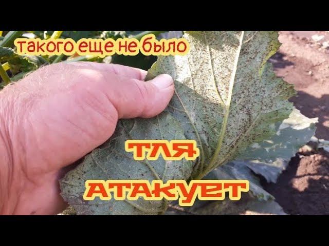 такого у нас ещё не было...тля жрёт всё... смотреть онлайн