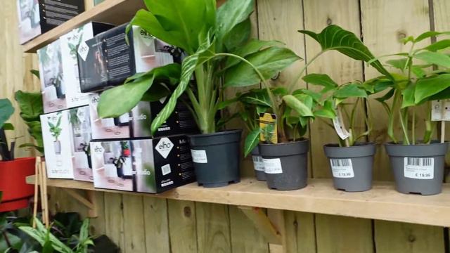 HOUSEPLANT SHOPPING & HAUL | shop for plants with me and tour of Ferndale Garden Centre смотреть онлайн