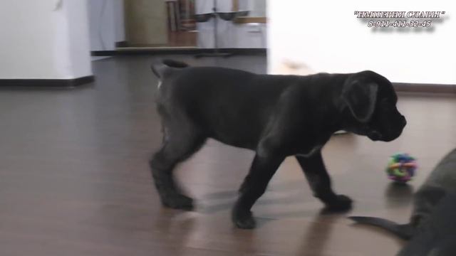 Кане корсо 3 смотреть онлайн