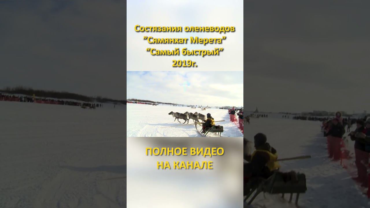 3 «Сямянхат Мерета» «Самый быстрый» 2019 состязания оленеводов гонки на оленях #shorts смотреть онлайн
