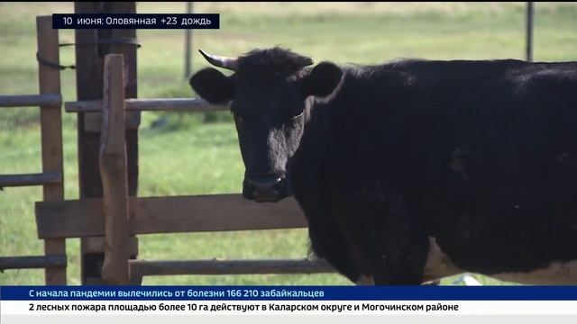 Как противостоят ящуру в Забайкалье.mp4 смотреть онлайн