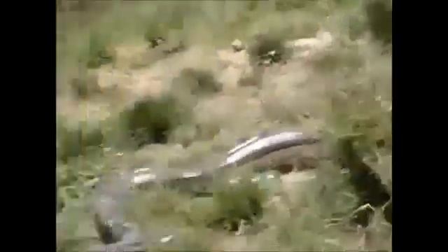 Анаконда атакует корову смотреть онлайн