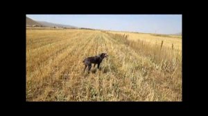 охота на перепела в Армении.  hunting in armenia