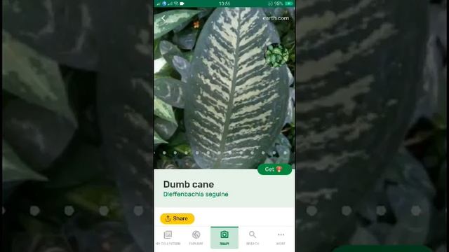 PlantSnap identifies a Dumb cane (Dieffenbachia seguine) смотреть онлайн