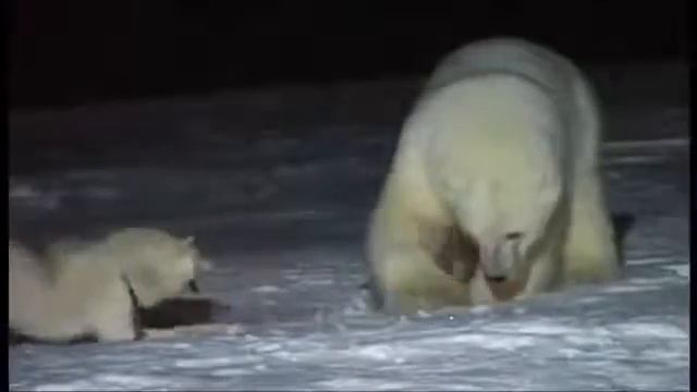 Схватка белого медведя с сибирской лайкой смотреть онлайн