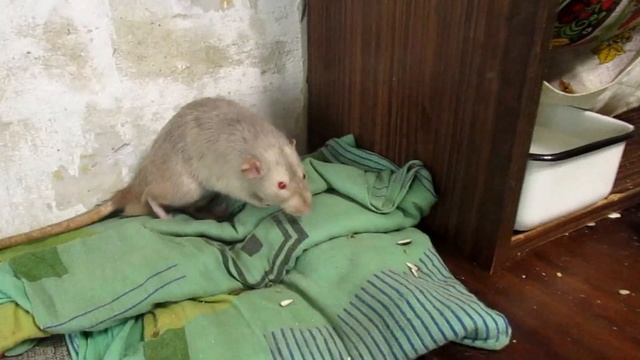 Наша новая "дохлятина"! Крыса с пневмонией, или "могучий" девил! (Fancy Rats) смотреть онлайн