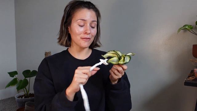 YAY! New Houseplant Unboxing + Quick 2 Day Root Rehab Before & After Of Imported Plants