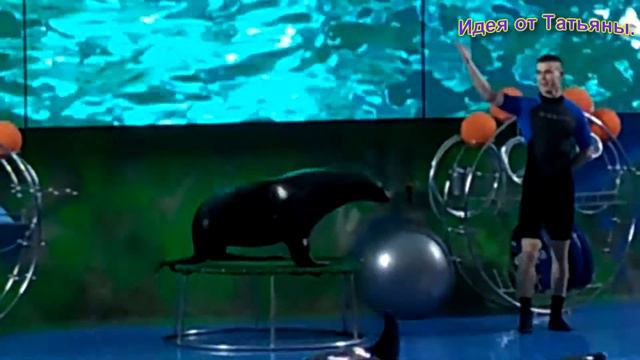 в Одесском дельфинарии морские котики смотреть онлайн