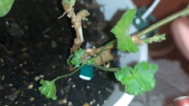 Пеларгония ампельная Pelargonium Peltatum Ivy Arctic Rose.