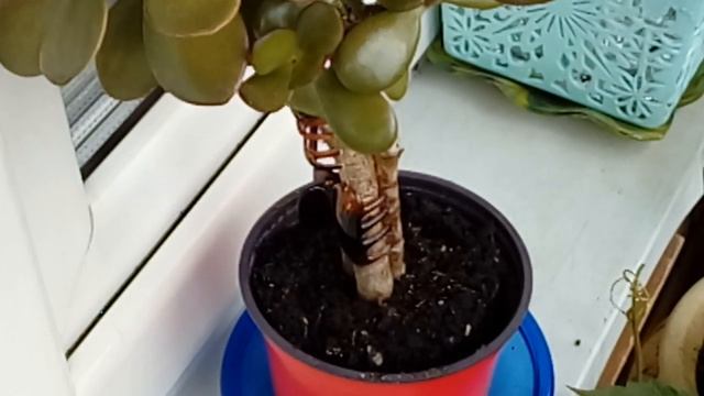 Денежное дерево крассула сансет. Уход в домашних условиях. смотреть онлайн