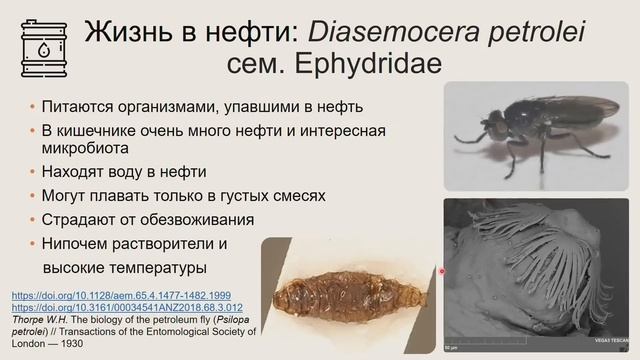 Лекция Екатерины Яковлевой 