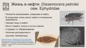 Лекция Екатерины Яковлевой «Экстремофилы в мире насекомых» в рамках лектория «Архэ Лайт»